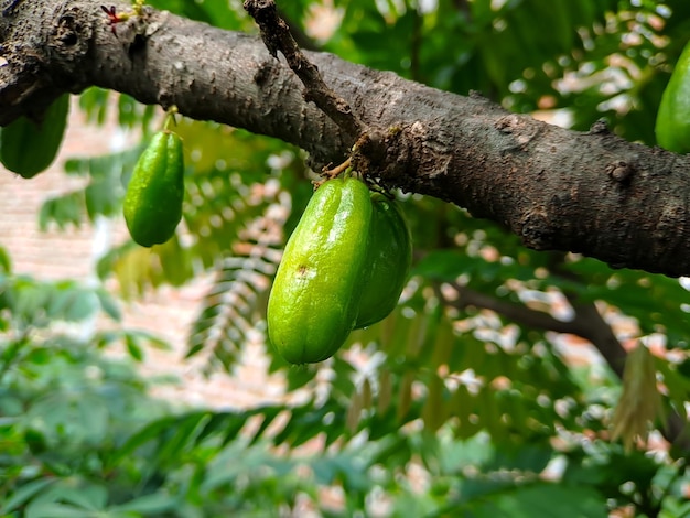 Bilimbi Concombre Kamias Oseille Tamarin Carambole Buloh Carambole Bimbiri sur des troncs d'arbres