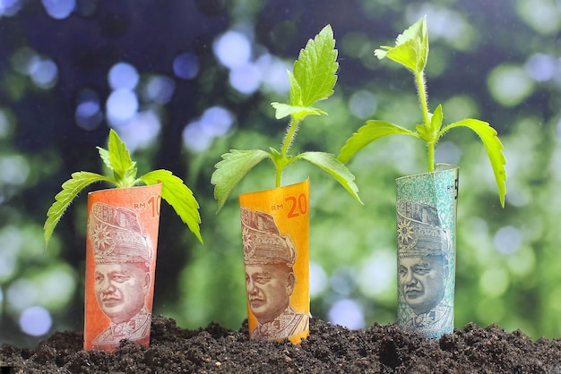 Billet de banque en ringgit malaisien avec plante poussant sur le dessus Concept de croissance et d'investissement d'économie d'entreprise