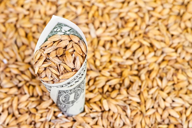 Un billet d'un dollar enroulé avec des grains d'orge saupoudrés dedans