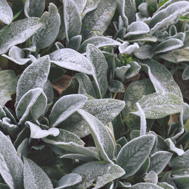 Bio, Nature, plante, fond d'amant vert. Fleurs à feuilles. Concept écologique élégant