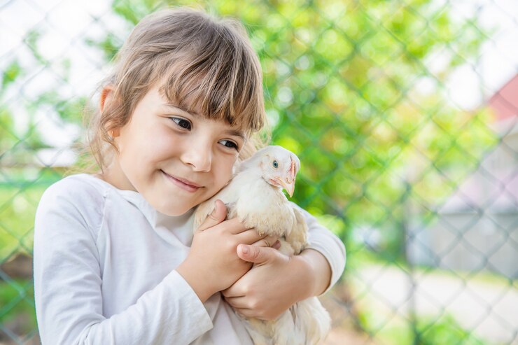 Photo bio poulets sur une ferme familiale un enfants.