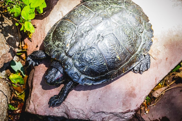 biologie, tortue se reposant au soleil