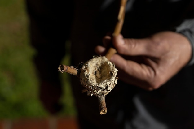 Biologiste montrant un nid de colibri Recherche conceptuelle et conservation de la vie naturelle