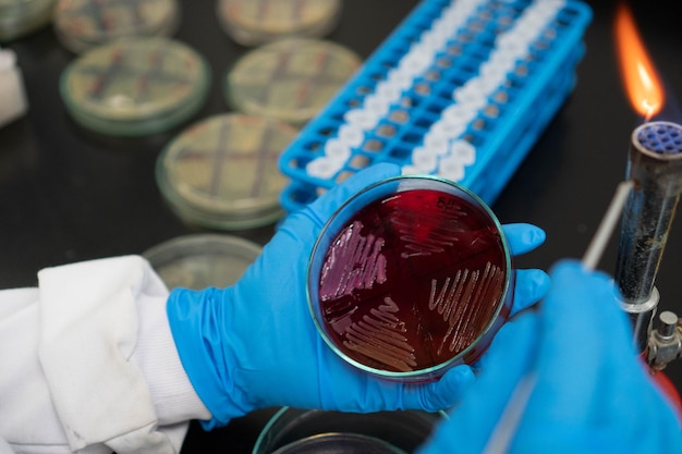 Biologiste prenant la sonde en laboratoire.