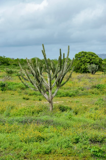 Photo biome caatinga brésilien dans la saison des pluies le cactus mandacaru à boa vista paraiba brésil