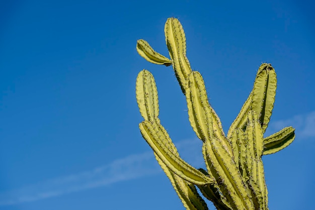 Photo biome de la caatinga brésilienne le cactus mandacaru à exu pernambuco au brésil