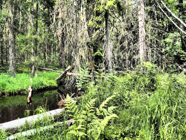 Biome de la taïga dominé par les forêts de conifères Genre d'épicéa Picea de conifères à feuilles persistantes de la famille des pins Pinaceae Russie Carélie Orzega Forêt dense Bol terrible Forêt déserte sauvage