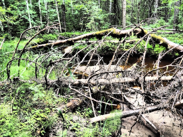 Biome de la taïga dominé par les forêts de conifères Genre d'épicéa Picea de conifères à feuilles persistantes de la famille des pins Pinaceae Russie Carélie Orzega Forêt dense Bol terrible Forêt déserte sauvage