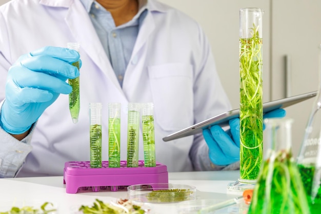 Biotechnologie Médecin utilisant une tablette et vérifiant avec le projet de l'industrie des biocarburants Recherche sur les algues dans les laboratoires industriels de médecine Science médicale et biotechnologie