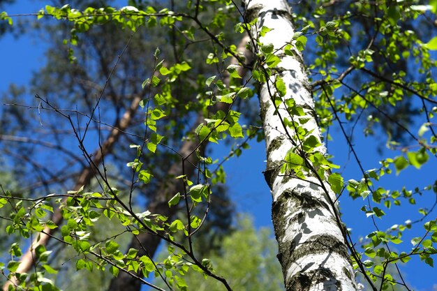 Photo birch grove