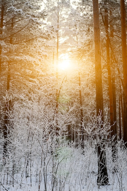 Photo birch tree grove à l'heure du soir d'hiver. paysage d'hiver avec des arbres et de la neige