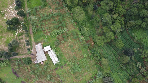 A Bird'sEye Symphony Vues impressionnantes sur les arbres et les jardins des collines sereines de Bogor