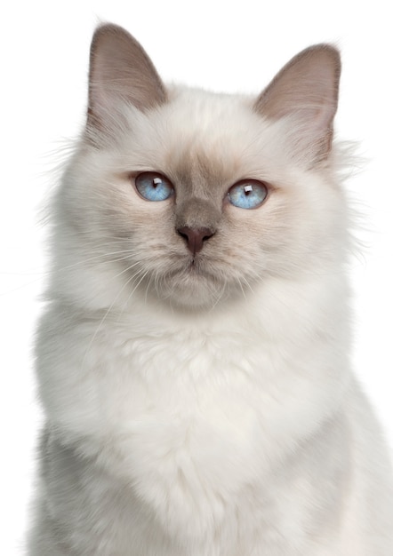 Birman (5 mois)