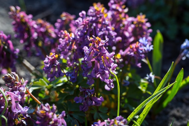 Birthwort squill fleurs de printemps violet fond jacinthe sauvage au printemps