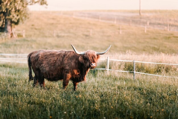 Photo le bison américain dans les champs