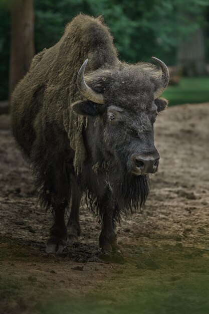 Le bison américain