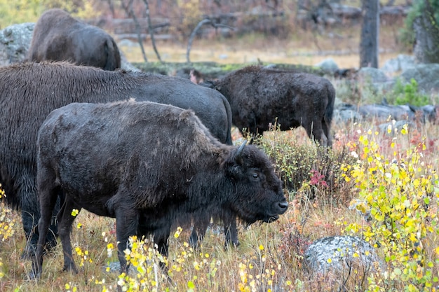 Bison d'Amérique (Bison bison)