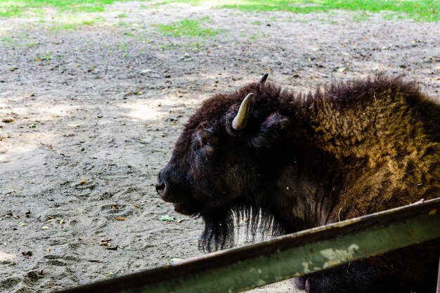 Bison d'Amérique dans le corral à la ferme Gros plan du museau du bison