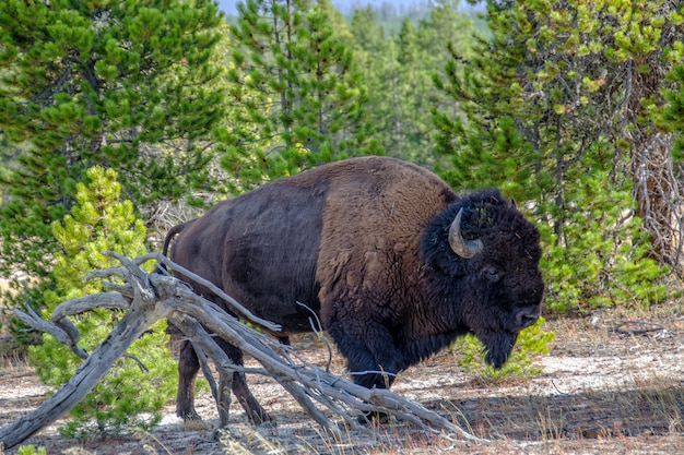 Bison d'Amérique dans la forêt dans le parc national de Yellowstone, Wyoming