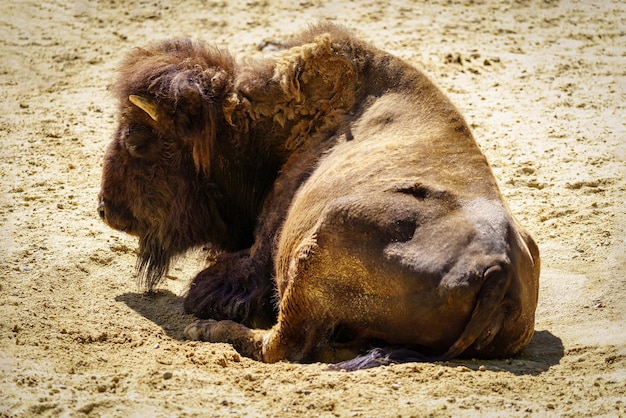 Bison d'Amérique se reposant allongé sur le sol par une journée ensoleillée et chaude