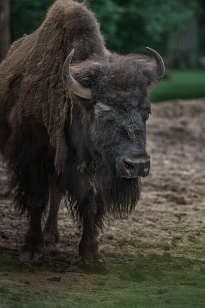 Bison d&#39;Amérique