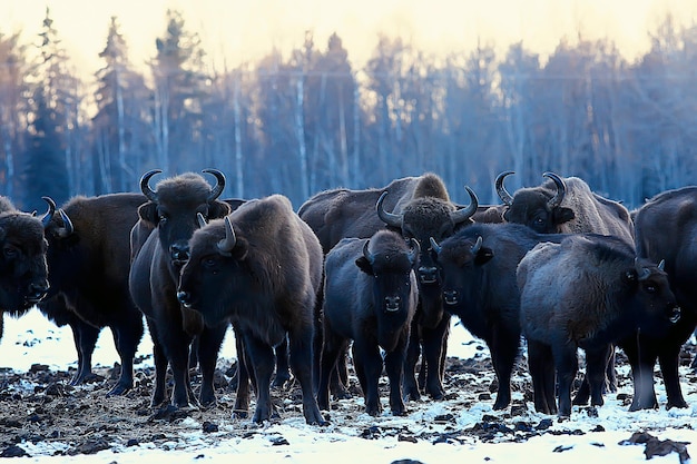 Bison d'Aurochs dans la nature / saison d'hiver, bison dans un champ enneigé, un grand taureau bufalo