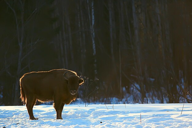 Bison d'Aurochs dans la nature / saison d'hiver, bison dans un champ enneigé, un grand taureau bufalo