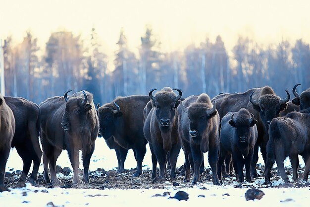 Bison d'Aurochs dans la nature / saison d'hiver, bison dans un champ enneigé, un grand taureau bufalo