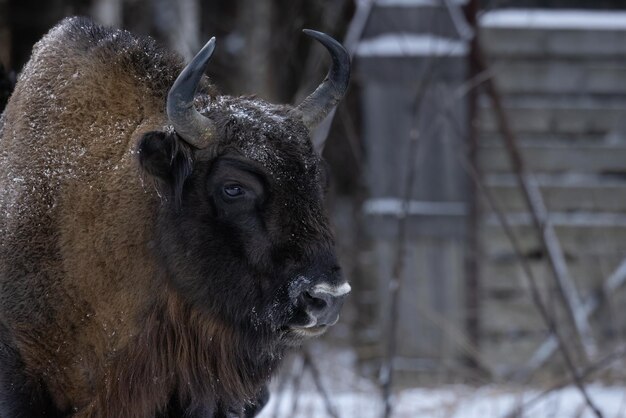 Un bison aux cornes puissantes se dresse dans une forêt sauvage en hiver et regarde vers l'avant