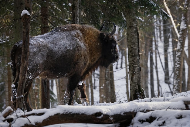 Un bison aux cornes puissantes se promène dans la forêt sauvage en hiver