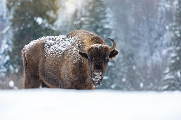 Bison (Bison bonasus) debout dans la neige. Parc national de Skolivski Beskydy, Carpates, Ukraine