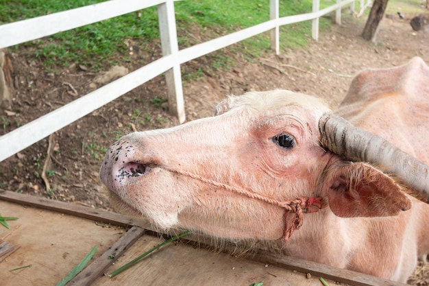 Bison blanc mangeant l&#39;herbe dans la ferme