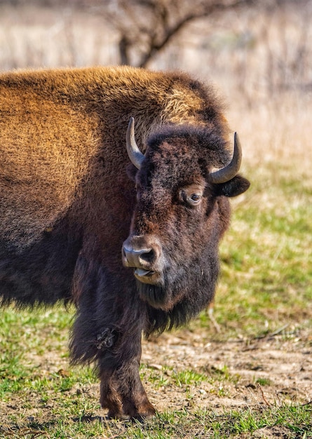 Photo bison sur le champ