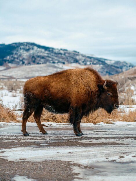 Photo un bison debout au milieu d'une route