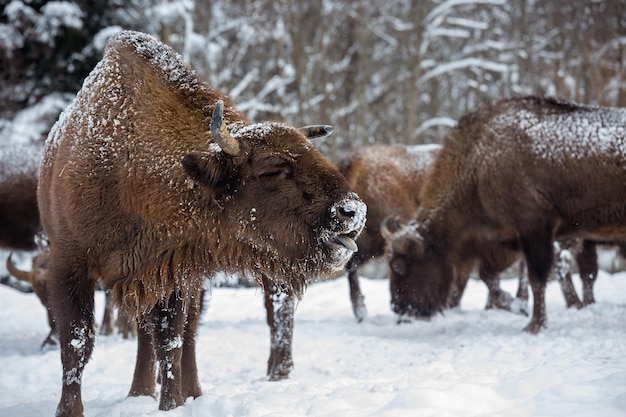 Bison d'Europe Bison bonasus dans le parc national de Skole Beskydy Carpates Ukraine