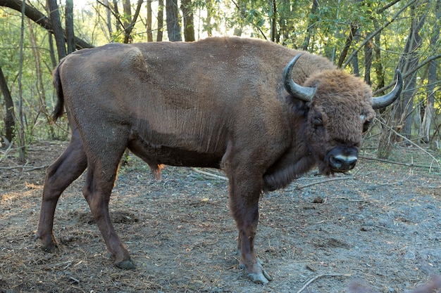 Bison d'Europe - Bison bonasus dans la réserve moldave.