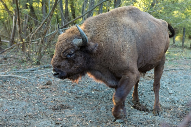 Bison d'Europe - Bison bonasus dans la réserve moldave.