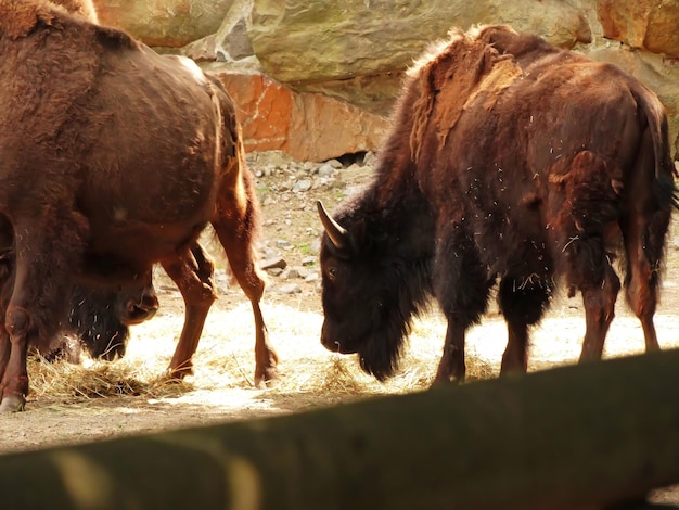 Bison d'Europe Bison bonasus dans le zoo