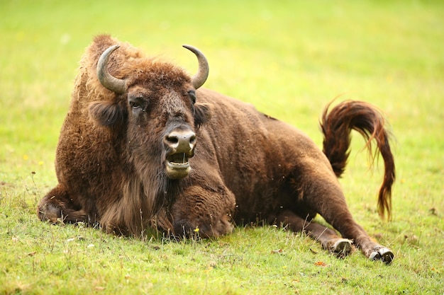 Bison d'Europe dans la belle forêt blanche en hiver