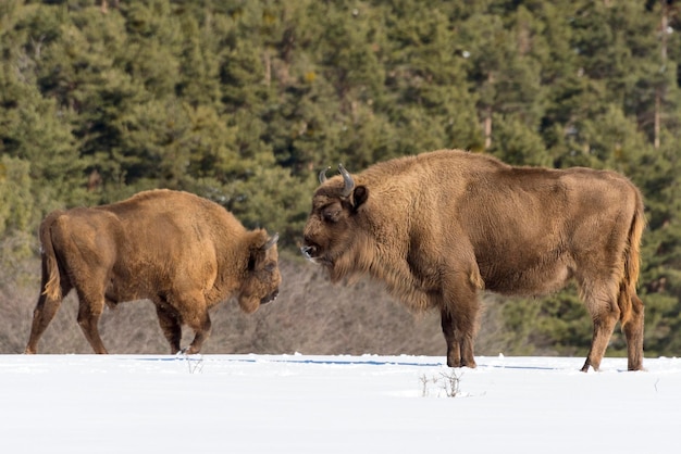 Bison d'Europe sur la neige