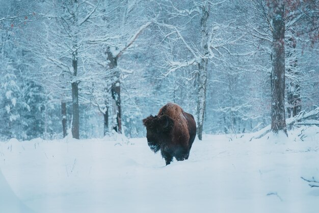 Bison sur le fond de la forêt et la neige Bison brun européen sauvage adulte ou Bison Bonasus en hiver Bison des bois européen sauvage dans la réserve de biosphère de PriokskoTerrasny Patrimoine de l'UNESCO en Russie