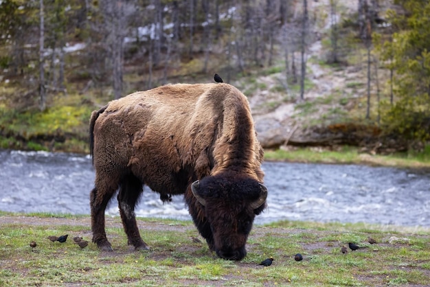 Bison mangeant de l'herbe dans le paysage américain du parc national de Yellowstone