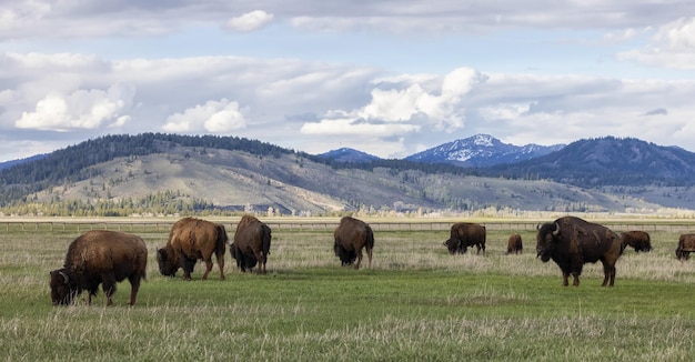 Bison mangeant de l'herbe dans le paysage américain du parc national de Yellowstone