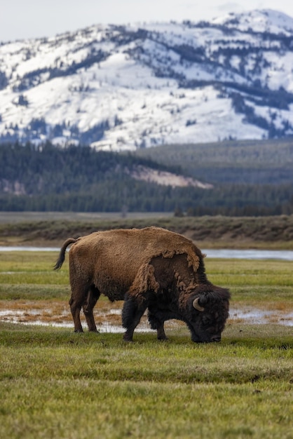 Bison mangeant de l'herbe dans le paysage américain du parc national de Yellowstone