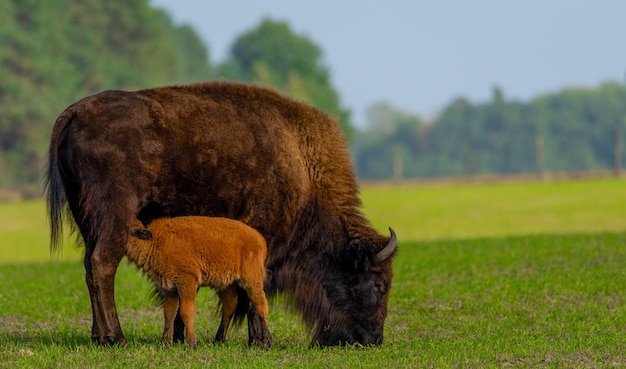 Bison et petit bison dans la nature