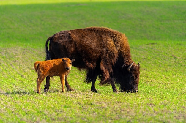 Bison et petit bison dans la nature.