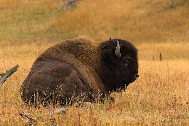 Photo bison en prairie dans le parc national de yellowstone