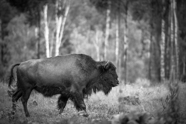 Des bisons adultes paissant dans la réserve.