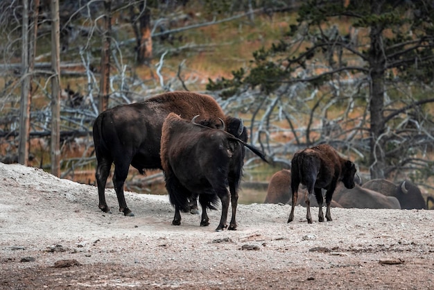 Bisons marchant sur un paysage thermique en forêt contre des arbres morts à Yellowstone