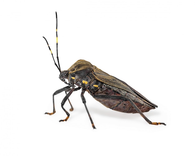 Bisous de la maladie de Chagas vecteur triatomine